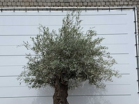Olijfboom bonsai - olea europaea - ca. 80 jaar oud - hoogte ca. 250 cm - afbeelding 4 van  4