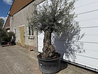 Olijfboom bonsai - olea europaea - ca. 80 jaar oud - hoogte ca. 250 cm - afbeelding 2 van  6