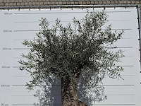 Olijfboom bonsai - olea europaea - ca. 80 jaar oud - hoogte ca. 250 cm - afbeelding 5 van  6