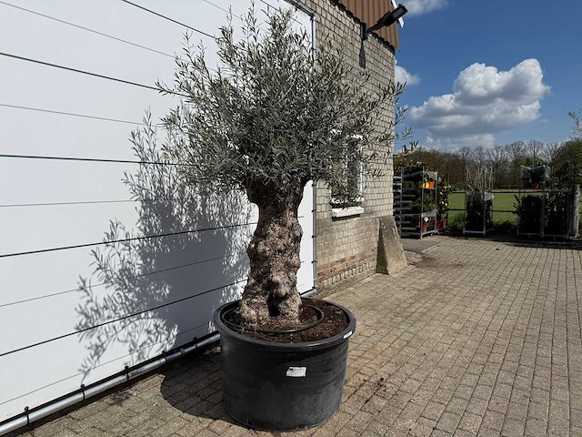 Olijfboom bonsai - olea europaea - ca. 80 jaar oud - hoogte ca. 250 cm - afbeelding 2 van  3