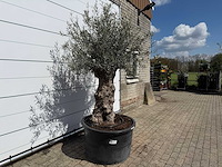 Olijfboom bonsai - olea europaea - ca. 80 jaar oud - hoogte ca. 250 cm - afbeelding 2 van  3