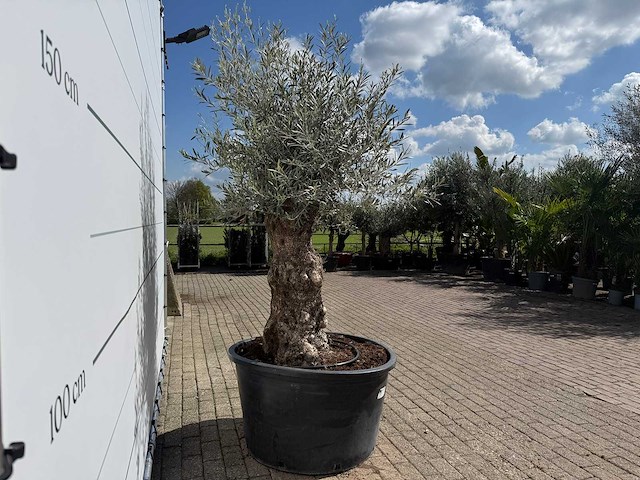 Olijfboom bonsai - olea europaea - ca. 80 jaar oud - hoogte ca. 250 cm - afbeelding 3 van  3