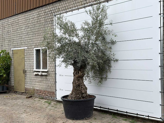 Olijfboom bonsai - olea europaea - ca. 80 jaar oud - hoogte ca. 250 cm - afbeelding 1 van  1