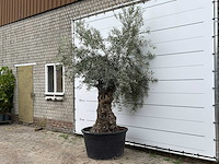 Olijfboom bonsai - olea europaea - ca. 80 jaar oud - hoogte ca. 250 cm