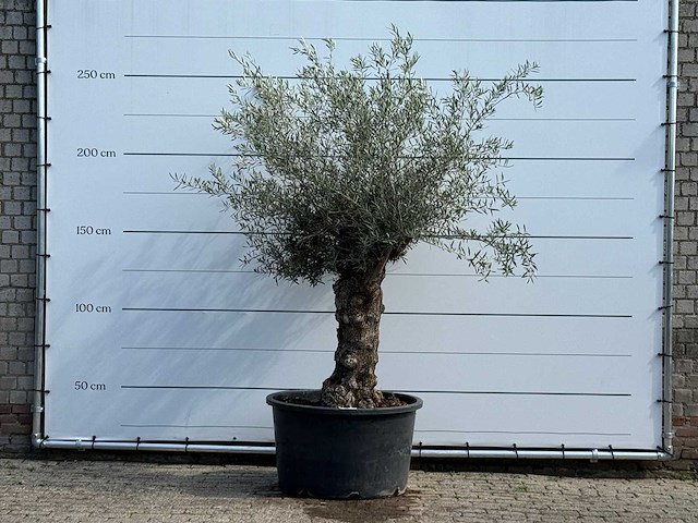 Olijfboom bonsai - olea europaea - ca. 80 jaar oud - hoogte ca. 250 cm - afbeelding 1 van  7