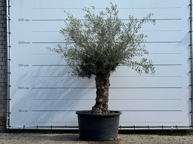 Olijfboom bonsai - olea europaea - ca. 80 jaar oud - hoogte ca. 250 cm - afbeelding 2 van  7