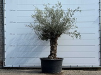Olijfboom bonsai - olea europaea - ca. 80 jaar oud - hoogte ca. 250 cm - afbeelding 2 van  7