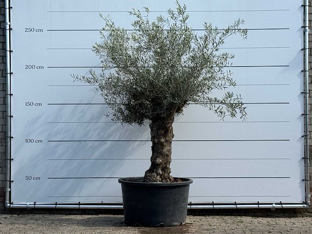 Olijfboom bonsai - olea europaea - ca. 80 jaar oud - hoogte ca. 250 cm - afbeelding 3 van  7