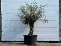 Olijfboom bonsai - olea europaea - ca. 80 jaar oud - hoogte ca. 250 cm - afbeelding 3 van  7