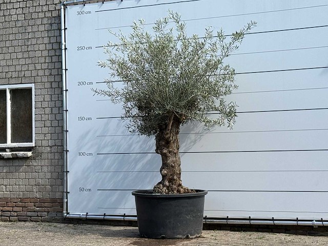 Olijfboom bonsai - olea europaea - ca. 80 jaar oud - hoogte ca. 250 cm - afbeelding 4 van  7