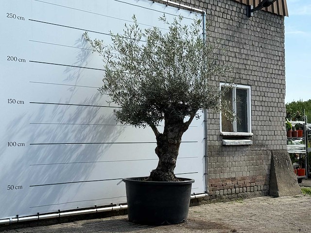 Olijfboom bonsai - olea europaea - ca. 80 jaar oud - hoogte ca. 250 cm - afbeelding 5 van  7
