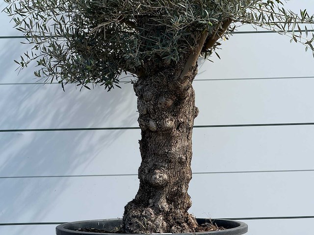 Olijfboom bonsai - olea europaea - ca. 80 jaar oud - hoogte ca. 250 cm - afbeelding 6 van  7