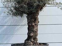 Olijfboom bonsai - olea europaea - ca. 80 jaar oud - hoogte ca. 250 cm - afbeelding 6 van  7