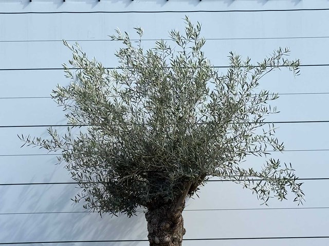 Olijfboom bonsai - olea europaea - ca. 80 jaar oud - hoogte ca. 250 cm - afbeelding 7 van  7