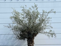 Olijfboom bonsai - olea europaea - ca. 80 jaar oud - hoogte ca. 250 cm - afbeelding 7 van  7