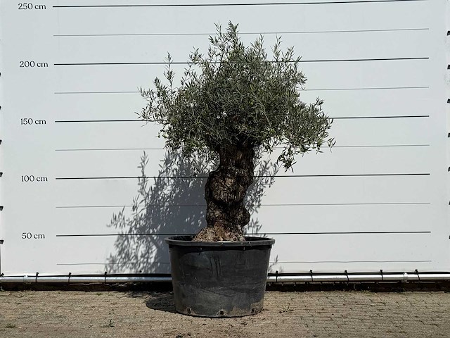 Olijfboom bonsai - olea europaea - ca. 80 jaar oud - hoogte ca. 250 cm - afbeelding 1 van  3