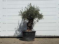 Olijfboom bonsai - olea europaea - ca. 80 jaar oud - hoogte ca. 250 cm - afbeelding 1 van  3