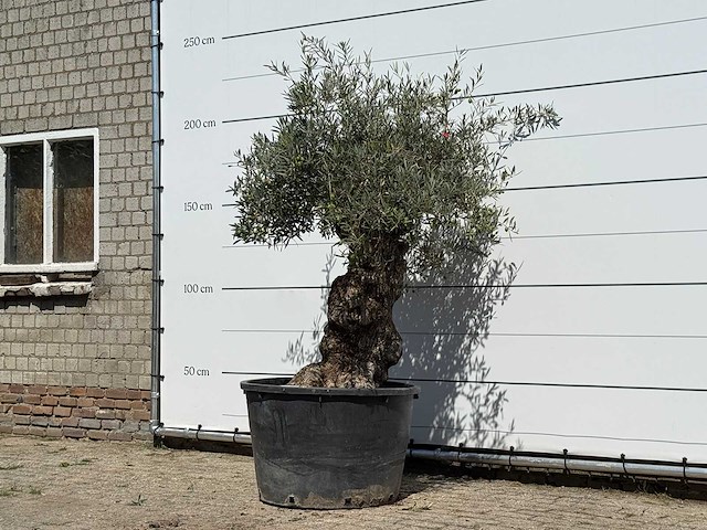 Olijfboom bonsai - olea europaea - ca. 80 jaar oud - hoogte ca. 250 cm - afbeelding 2 van  3