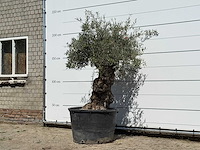 Olijfboom bonsai - olea europaea - ca. 80 jaar oud - hoogte ca. 250 cm - afbeelding 2 van  3