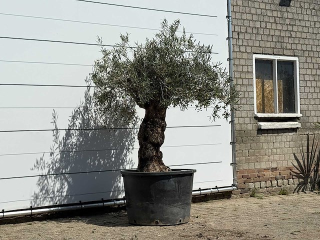Olijfboom bonsai - olea europaea - ca. 80 jaar oud - hoogte ca. 250 cm - afbeelding 3 van  3