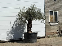 Olijfboom bonsai - olea europaea - ca. 80 jaar oud - hoogte ca. 250 cm - afbeelding 3 van  3