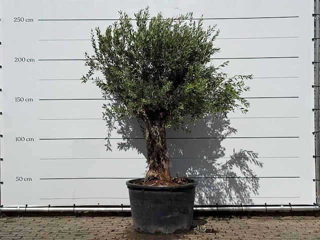 Olijfboom bonsai - olea europaea - ca. 80 jaar oud - hoogte ca. 250 cm - afbeelding 1 van  3