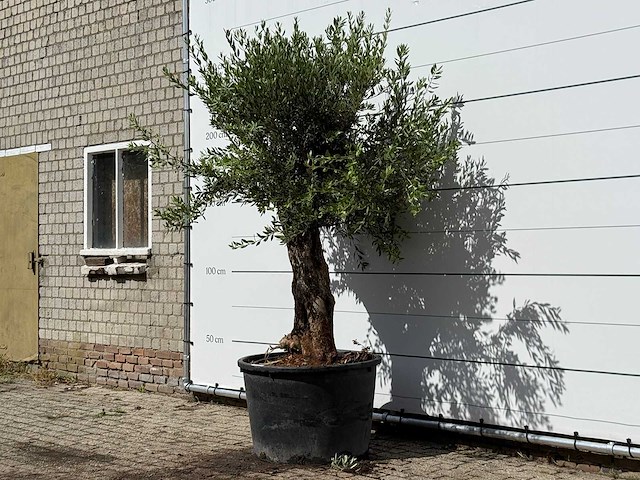 Olijfboom bonsai - olea europaea - ca. 80 jaar oud - hoogte ca. 250 cm - afbeelding 2 van  3