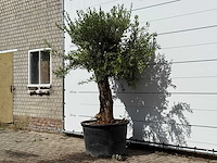 Olijfboom bonsai - olea europaea - ca. 80 jaar oud - hoogte ca. 250 cm - afbeelding 2 van  3