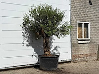 Olijfboom bonsai - olea europaea - ca. 80 jaar oud - hoogte ca. 250 cm - afbeelding 3 van  3
