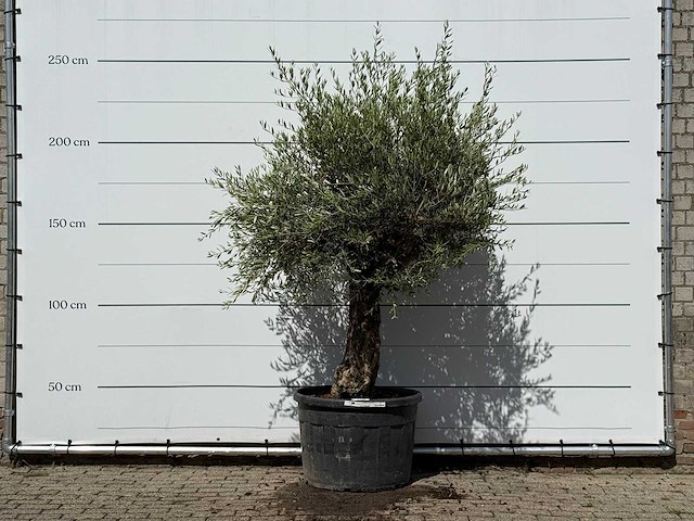 Olijfboom bonsai - olea europaea - ca. 80 jaar oud - hoogte ca. 250 cm - afbeelding 1 van  3