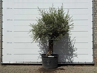Olijfboom bonsai - olea europaea - ca. 80 jaar oud - hoogte ca. 250 cm - afbeelding 1 van  3