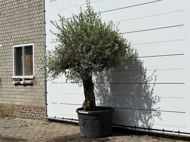 Olijfboom bonsai - olea europaea - ca. 80 jaar oud - hoogte ca. 250 cm - afbeelding 2 van  3