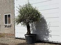 Olijfboom bonsai - olea europaea - ca. 80 jaar oud - hoogte ca. 250 cm - afbeelding 2 van  3