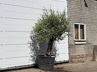 Olijfboom bonsai - olea europaea - ca. 80 jaar oud - hoogte ca. 250 cm - afbeelding 3 van  3