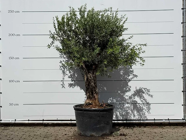 Olijfboom bonsai - olea europaea - ca. 80 jaar oud - hoogte ca. 250 cm - afbeelding 1 van  3