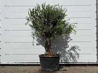 Olijfboom bonsai - olea europaea - ca. 80 jaar oud - hoogte ca. 250 cm