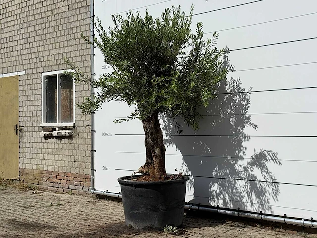 Olijfboom bonsai - olea europaea - ca. 80 jaar oud - hoogte ca. 250 cm - afbeelding 2 van  3
