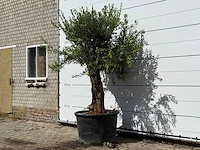 Olijfboom bonsai - olea europaea - ca. 80 jaar oud - hoogte ca. 250 cm - afbeelding 2 van  3