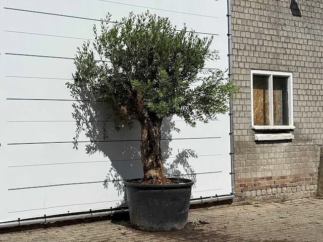 Olijfboom bonsai - olea europaea - ca. 80 jaar oud - hoogte ca. 250 cm - afbeelding 3 van  3