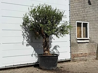 Olijfboom bonsai - olea europaea - ca. 80 jaar oud - hoogte ca. 250 cm - afbeelding 3 van  3