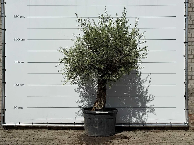 Olijfboom bonsai - olea europaea - ca. 80 jaar oud - hoogte ca. 250 cm - afbeelding 1 van  3