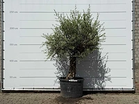 Olijfboom bonsai - olea europaea - ca. 80 jaar oud - hoogte ca. 250 cm