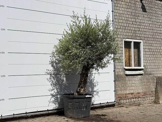 Olijfboom bonsai - olea europaea - ca. 80 jaar oud - hoogte ca. 250 cm - afbeelding 3 van  3