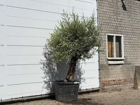 Olijfboom bonsai - olea europaea - ca. 80 jaar oud - hoogte ca. 250 cm - afbeelding 3 van  3