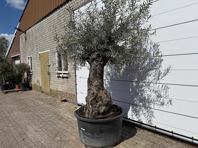 Olijfboom bonsai - olea europaea - ca. 80 jaar oud - hoogte ca. 260 cm - afbeelding 6 van  8