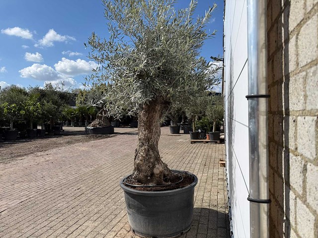 Olijfboom bonsai - olea europaea - ca. 80 jaar oud - hoogte ca. 260 cm - afbeelding 3 van  8