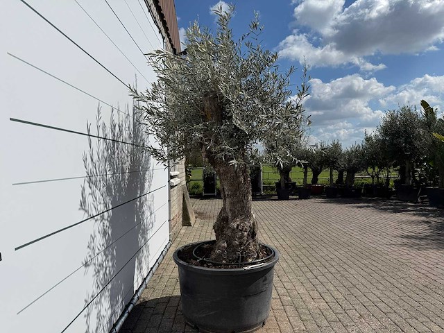 Olijfboom bonsai - olea europaea - ca. 80 jaar oud - hoogte ca. 260 cm - afbeelding 4 van  8