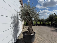Olijfboom bonsai - olea europaea - ca. 80 jaar oud - hoogte ca. 260 cm - afbeelding 4 van  8