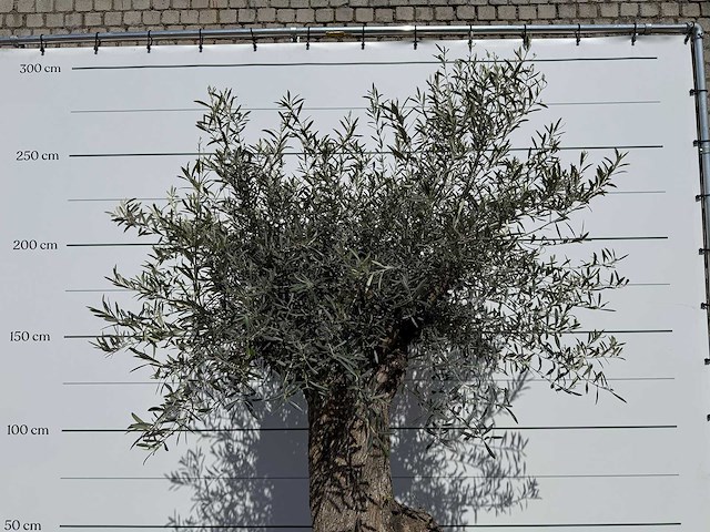 Olijfboom bonsai - olea europaea - ca. 80 jaar oud - hoogte ca. 260 cm - afbeelding 7 van  8