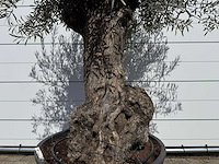 Olijfboom bonsai - olea europaea - ca. 80 jaar oud - hoogte ca. 260 cm - afbeelding 2 van  8